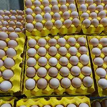 土鸡蛋，白绿粉壳鸡蛋，各类精品鸡蛋货源充足，欢迎咨询