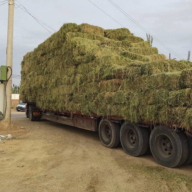 紫花苜蓿草批发甘肃玉门头茬苜蓿草全国发货常年有货产地