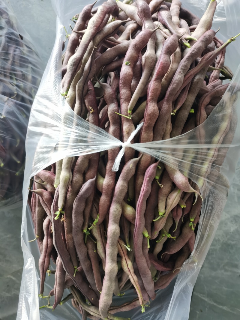 湖北四季豆大量供应色好现摘现发对接各级客商欢迎咨询