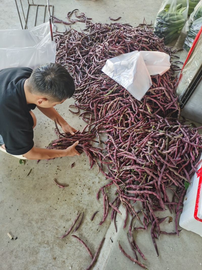 湖北四季豆大量供应色好现摘现发对接各级客商欢迎咨询
