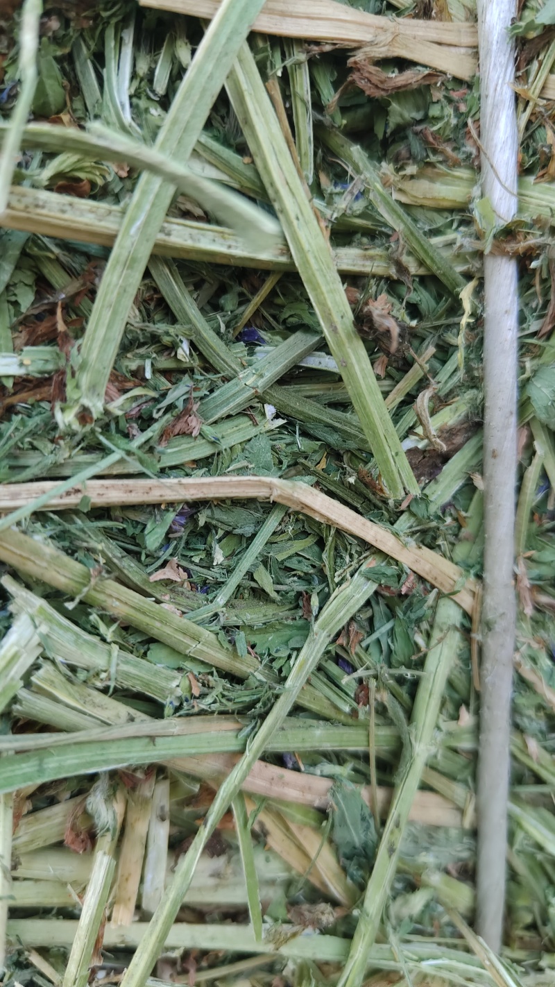 紫花苜蓿草批发甘肃玉门头茬苜蓿草全国发货常年有货产地