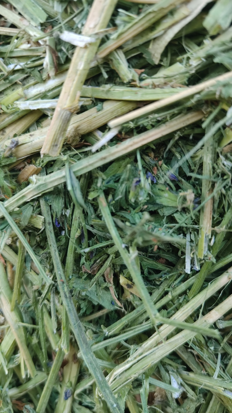 紫花苜蓿草批发甘肃玉门头茬苜蓿草全国发货常年有货产地