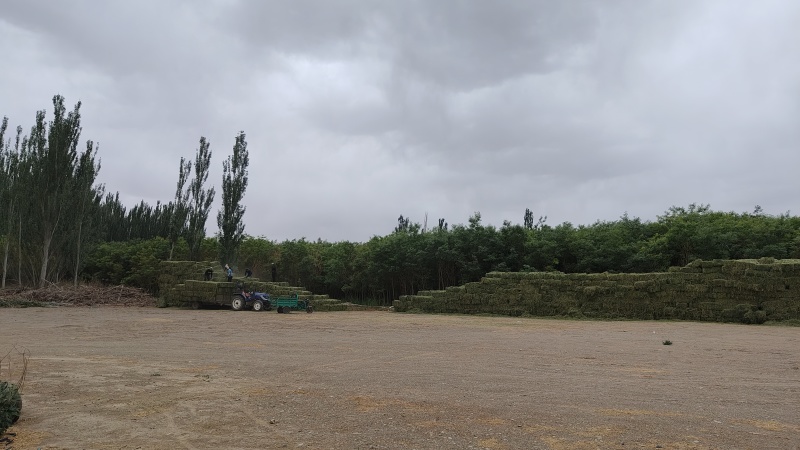 紫花苜蓿草批发甘肃玉门头茬苜蓿草全国发货常年有货产地