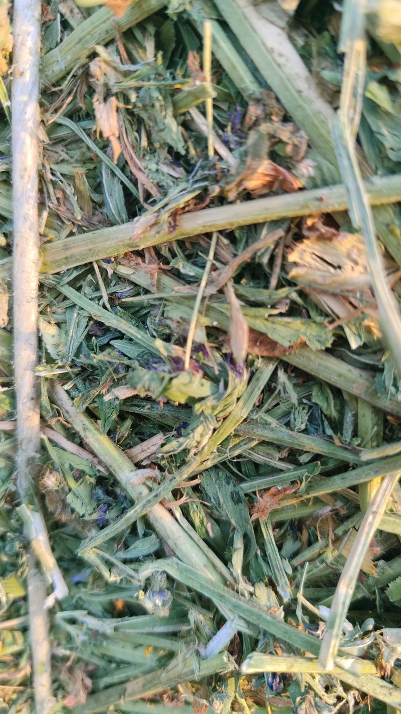 紫花苜蓿草批发甘肃玉门头茬苜蓿草全国发货常年有货产地