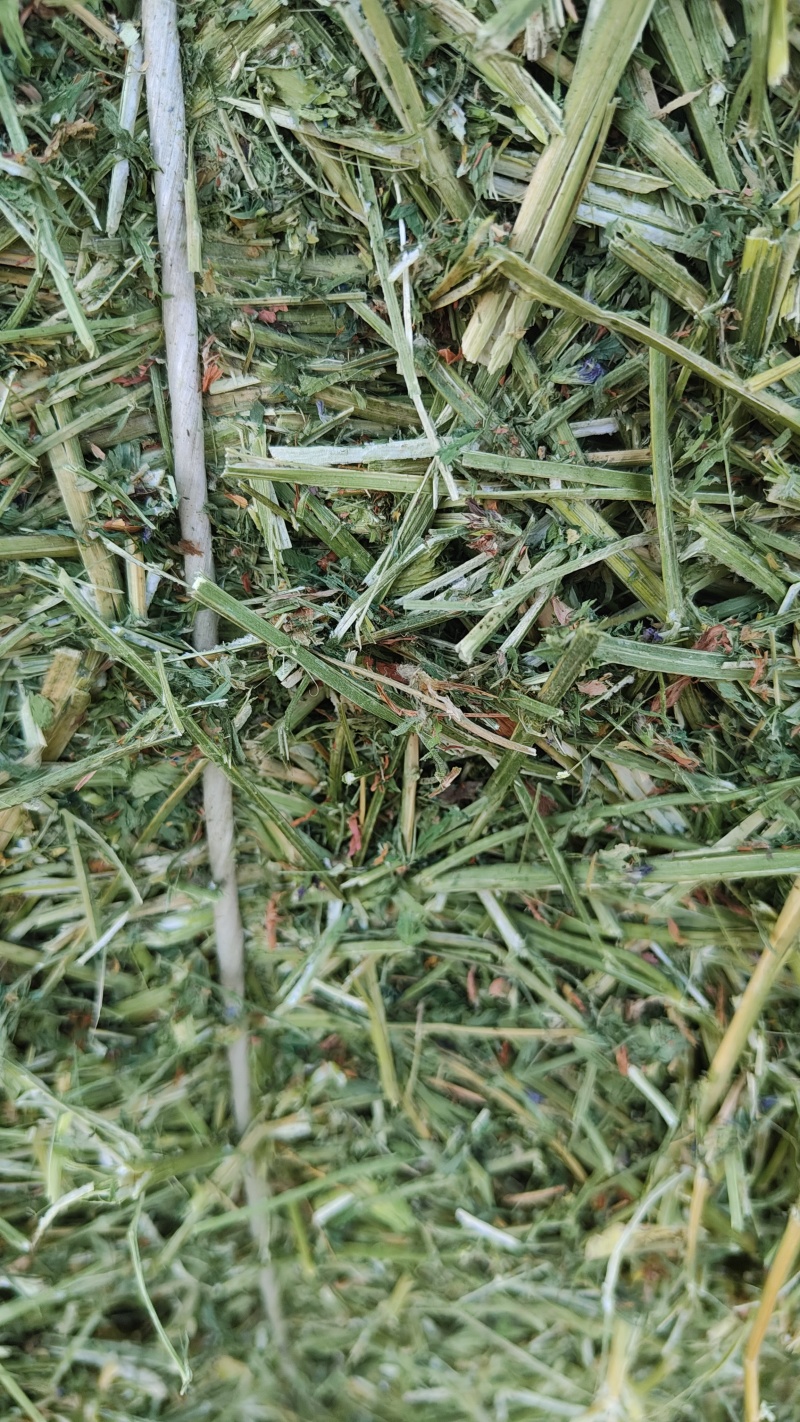 紫花苜蓿草批发甘肃玉门头茬苜蓿草全国发货常年有货产地