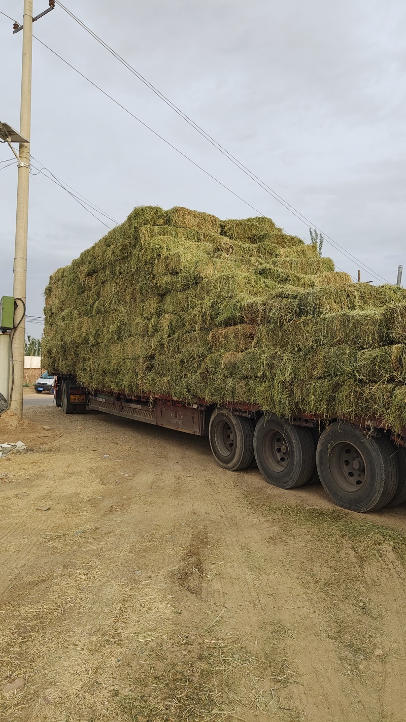 紫花苜蓿草批发甘肃玉门头茬苜蓿草全国发货常年有货产地