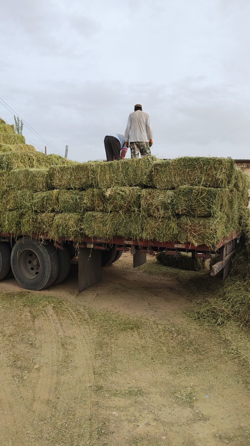 紫花苜蓿草批发甘肃玉门头茬苜蓿草全国发货常年有货产地
