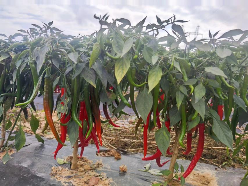 青小米椒种植场景