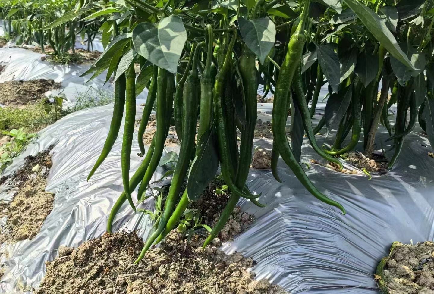 湘辣18号田间种植图