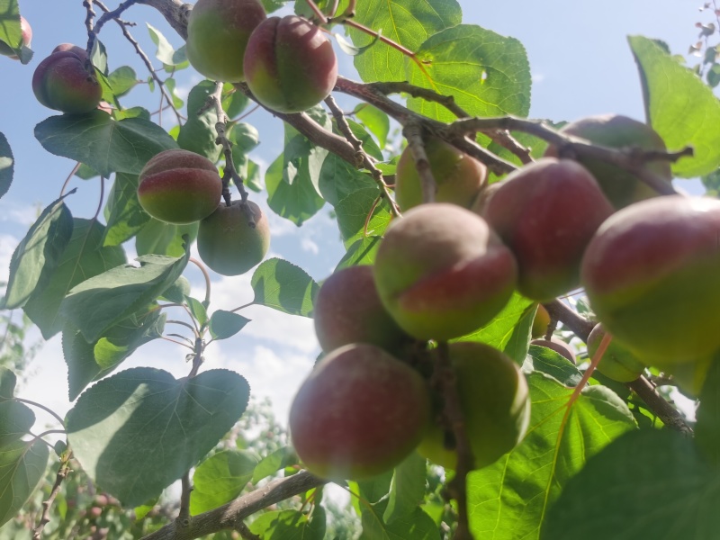 新疆吊干杏