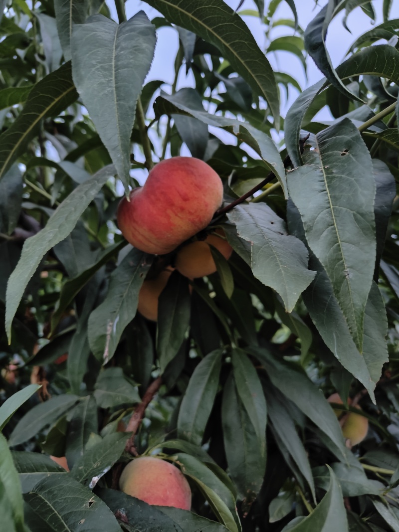 中蟠101光果毛蟠桃红毛蟠