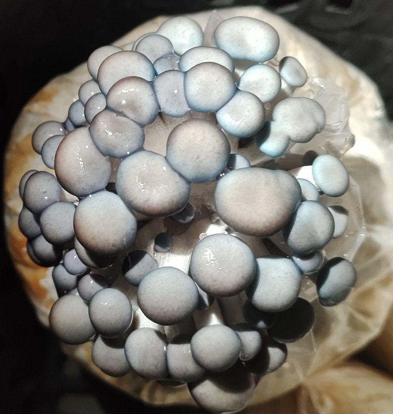 食用菌出菇包，平菇出菇包，买回来就可以直接出菇