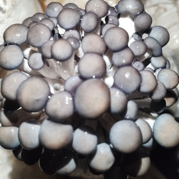 食用菌出菇包，平菇出菇包，买回来就可以直接出菇