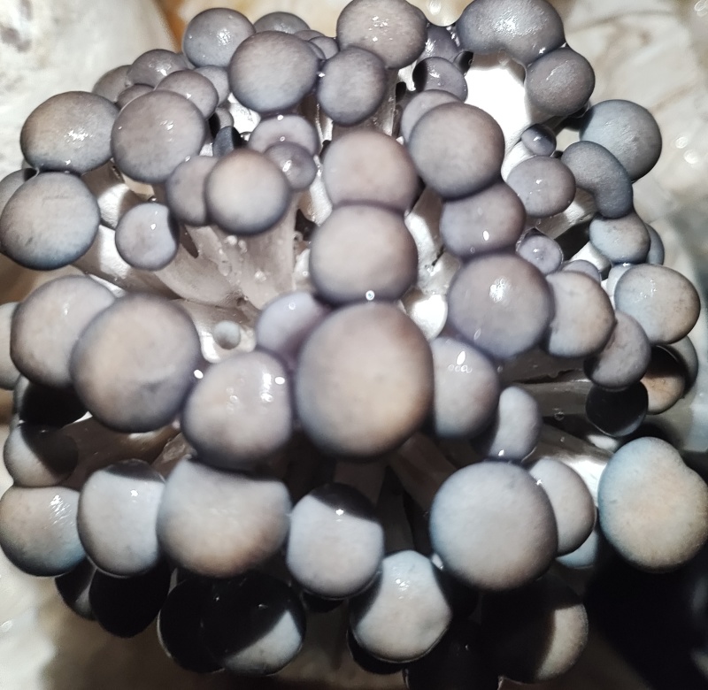 食用菌出菇包，平菇出菇包，买回来就可以直接出菇