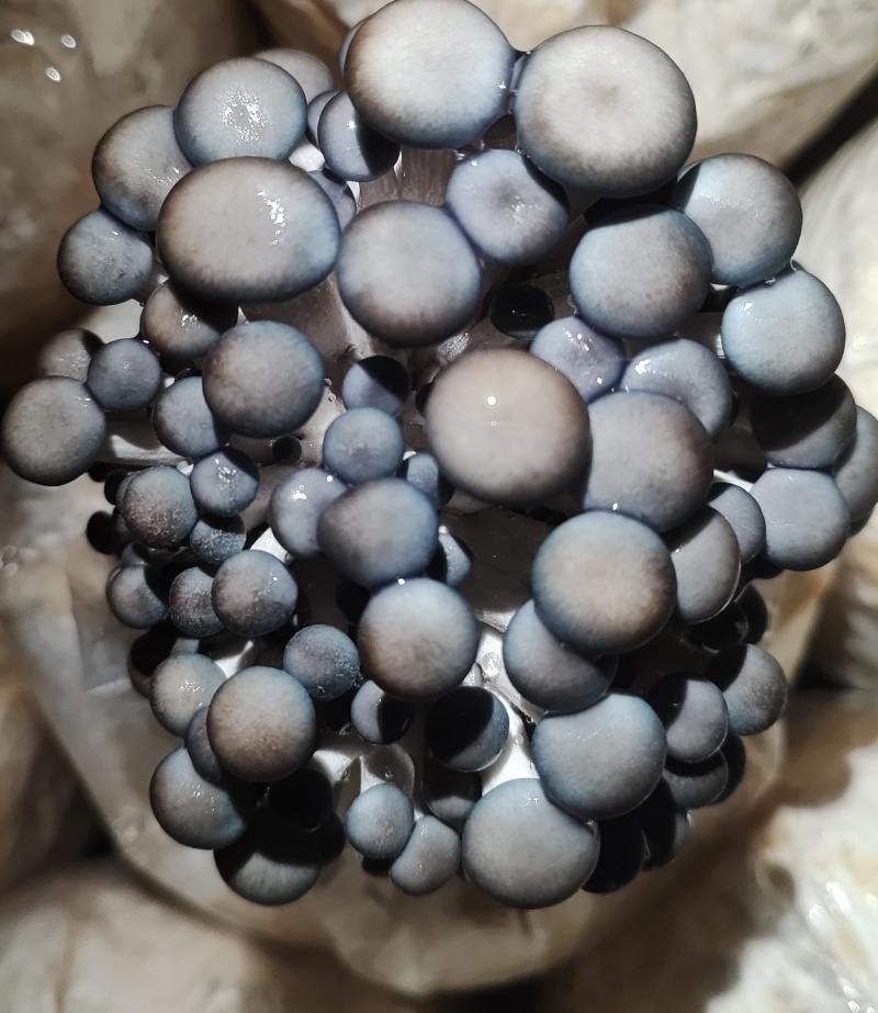 食用菌出菇包，平菇出菇包，买回来就可以直接出菇