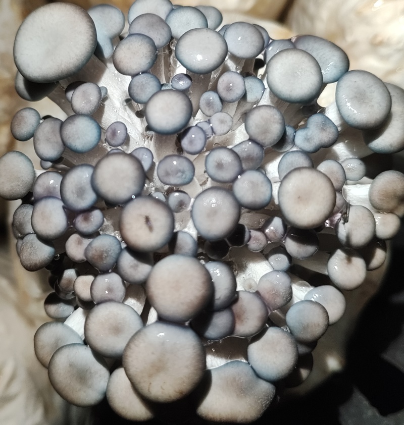 食用菌出菇包，平菇出菇包，买回来就可以直接出菇