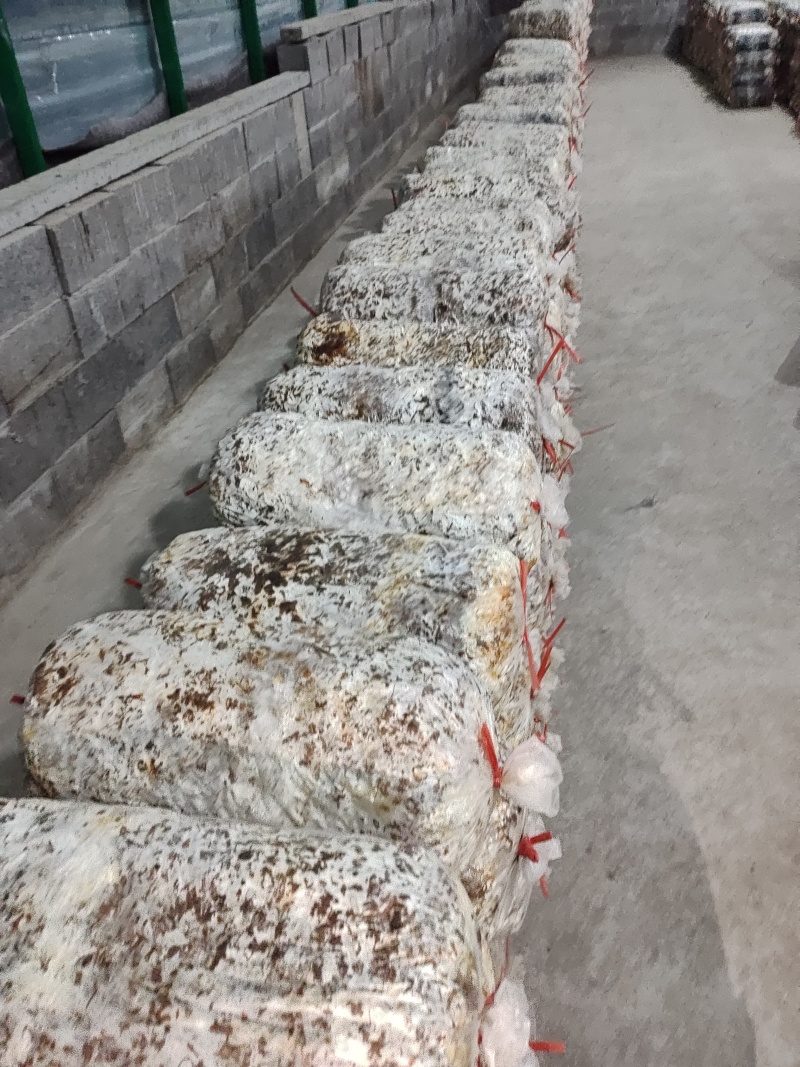 食用菌出菇包，平菇出菇包，买回来就可以直接出菇