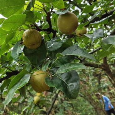翠冠梨