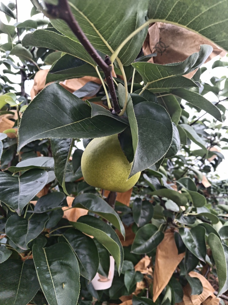 翠玉，翠冠梨上市了。欢迎选购