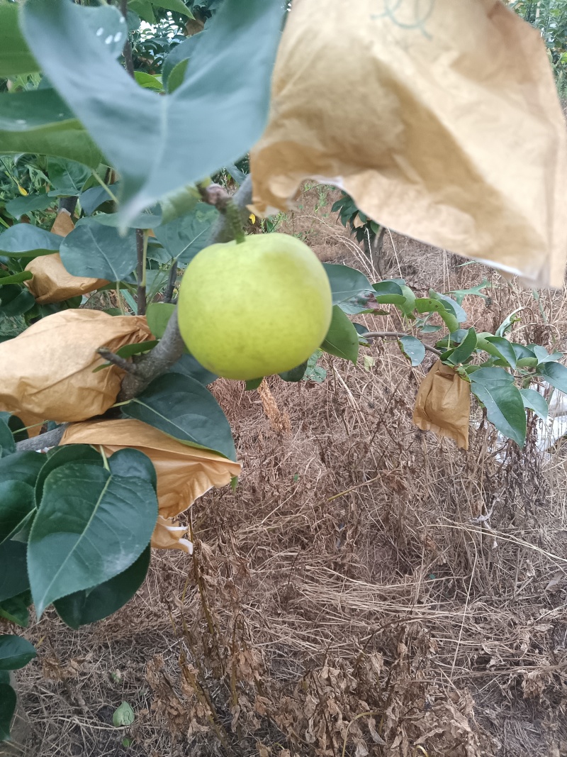 翠玉，翠冠梨上市了。欢迎选购