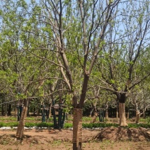 低价出售假植乌桕朴树