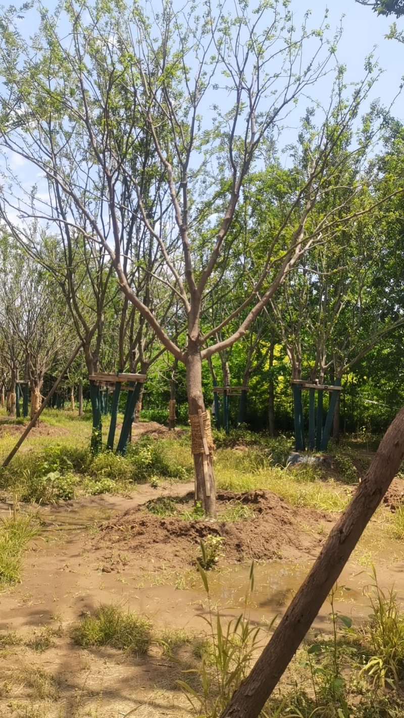 低价出售假植乌桕朴树