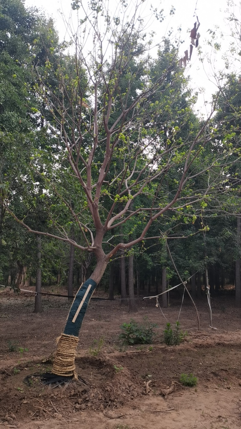 低价出售假植乌桕朴树