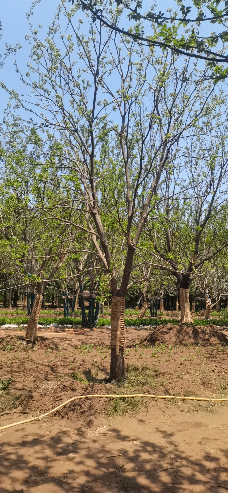 低价出售假植乌桕朴树