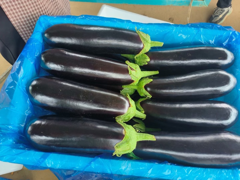 精品黑宝烧烤茄大量有货，专业代收各种蔬菜，茄子大量有货