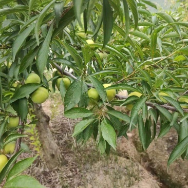 青脆李
