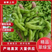 毛豆精品毛豆可视频看货欢迎订购全国发货翠绿宝毛豆诚信代办