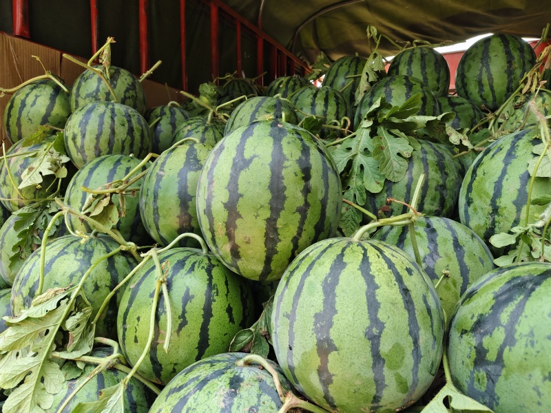优美西瓜大量上市