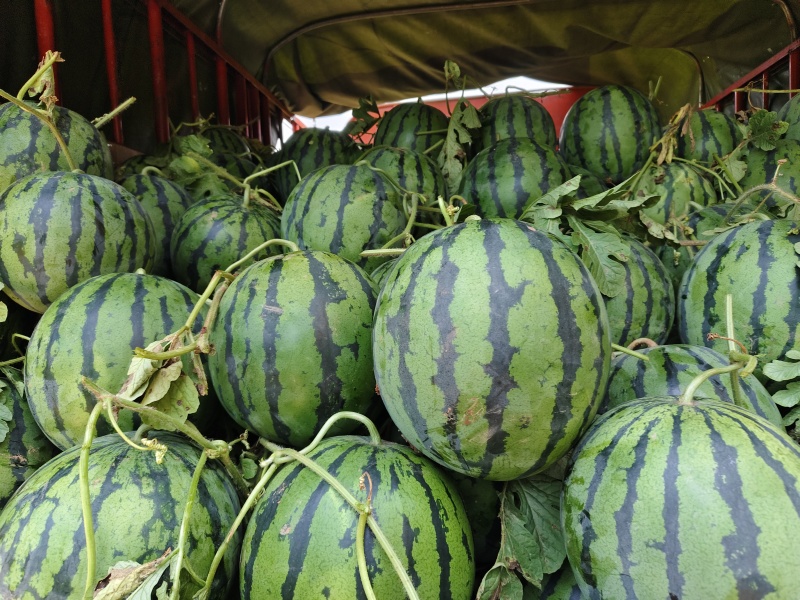 优美西瓜大量上市