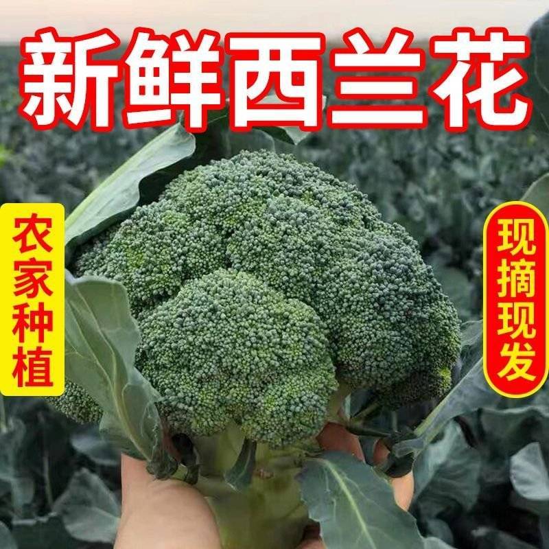 《优选》河北张家口西兰花，产地直发质量保证！