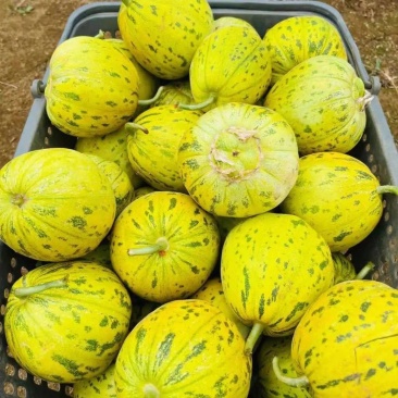八里香甜瓜