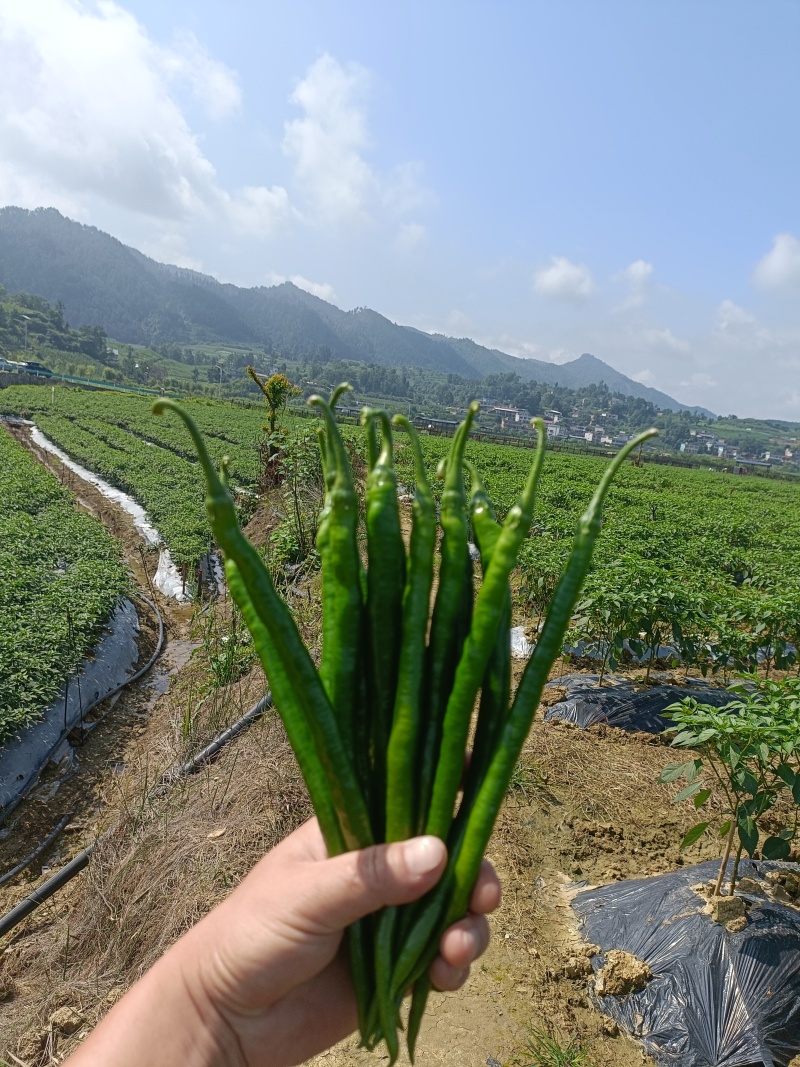 贵州精品三号，七号辣椒大量出货，有需要的请与我联系！