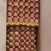 鸡蛋粉白红绿都有，每天大量现鸡蛋需要的欢迎。