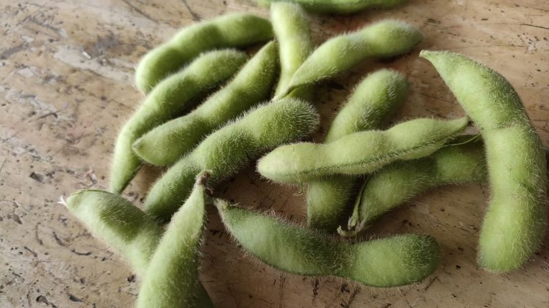 一级毛豆