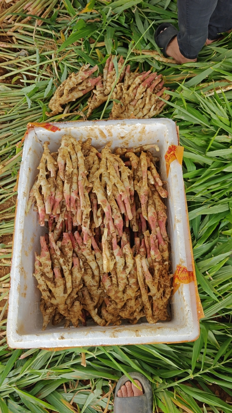 子姜