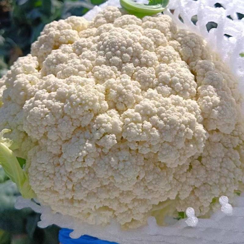 河北张家口沽源县，花菜产地代发全国，诚信为本质量保证。