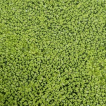 浮萍又名：青萍、田萍、浮萍草、水浮萍、水萍草