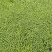 浮萍又名：青萍、田萍、浮萍草、水浮萍、水萍草