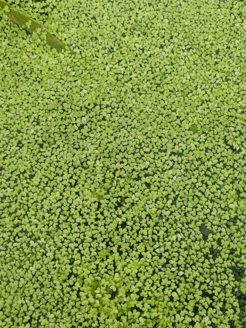 浮萍又名：青萍、田萍、浮萍草、水浮萍、水萍草