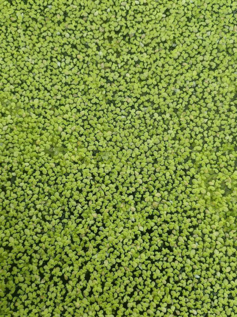 浮萍又名：青萍、田萍、浮萍草、水浮萍、水萍草