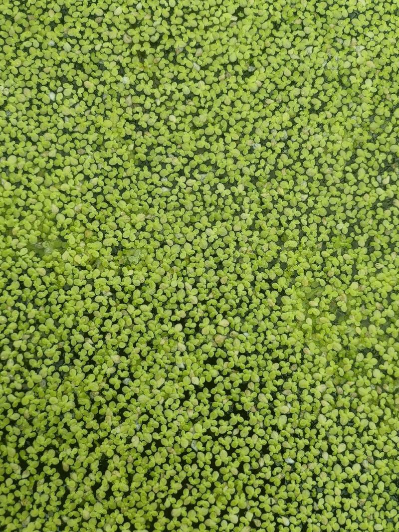 浮萍又名：青萍、田萍、浮萍草、水浮萍、水萍草