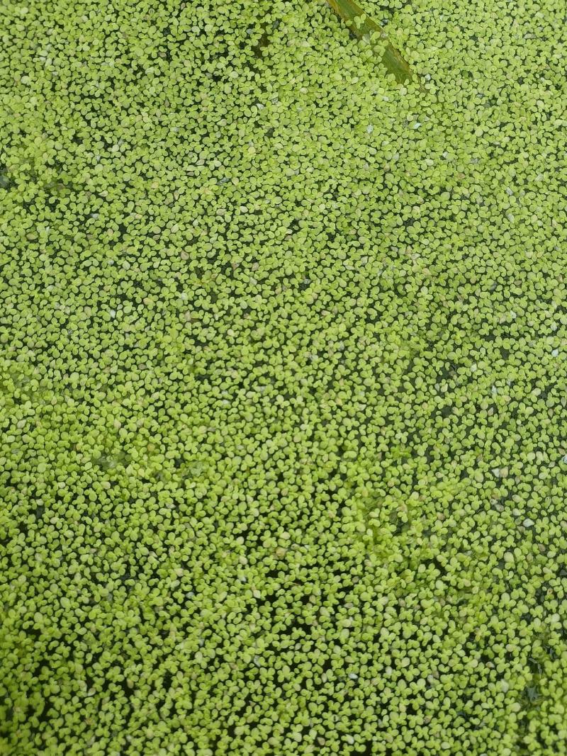 浮萍又名：青萍、田萍、浮萍草、水浮萍、水萍草