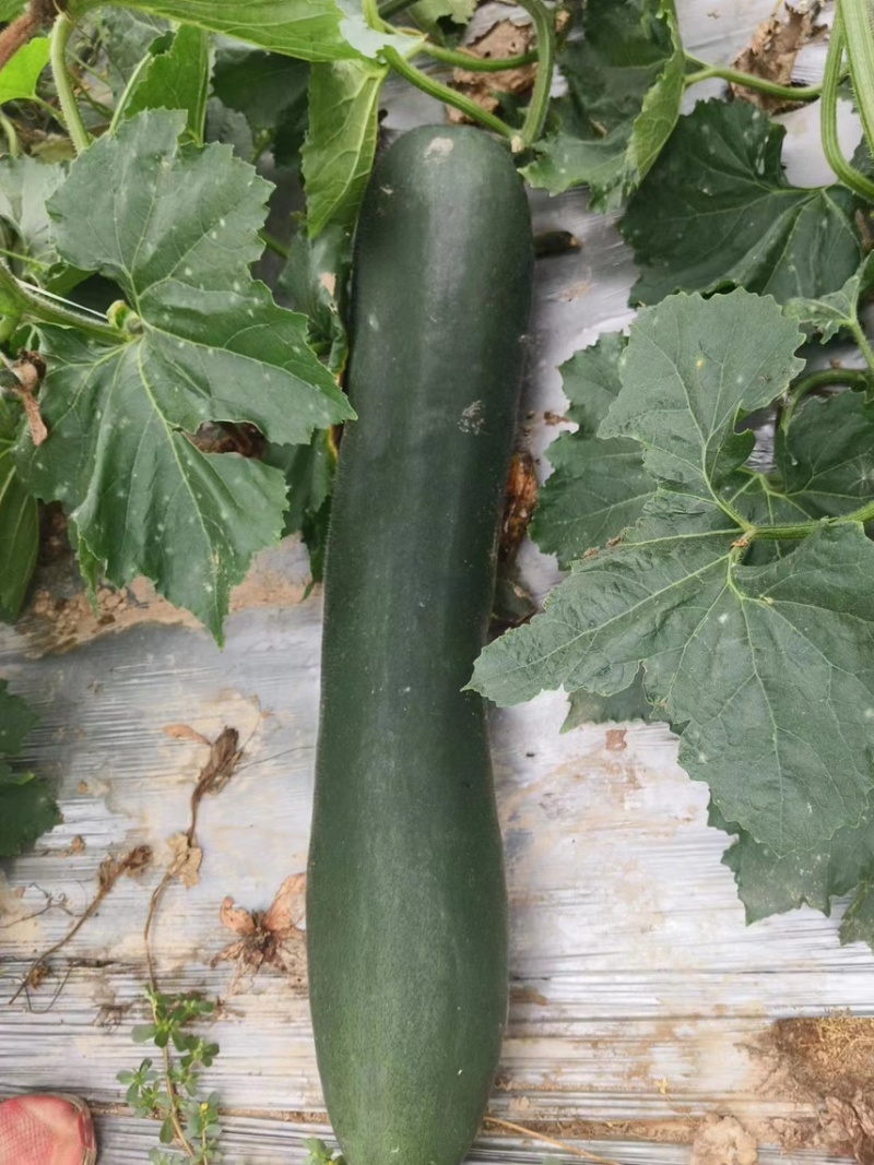 独藤黑皮冬瓜产地直发，
