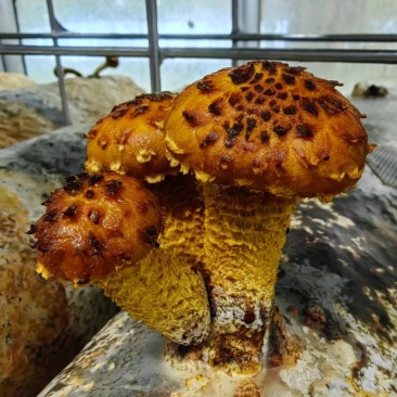 虎松茸