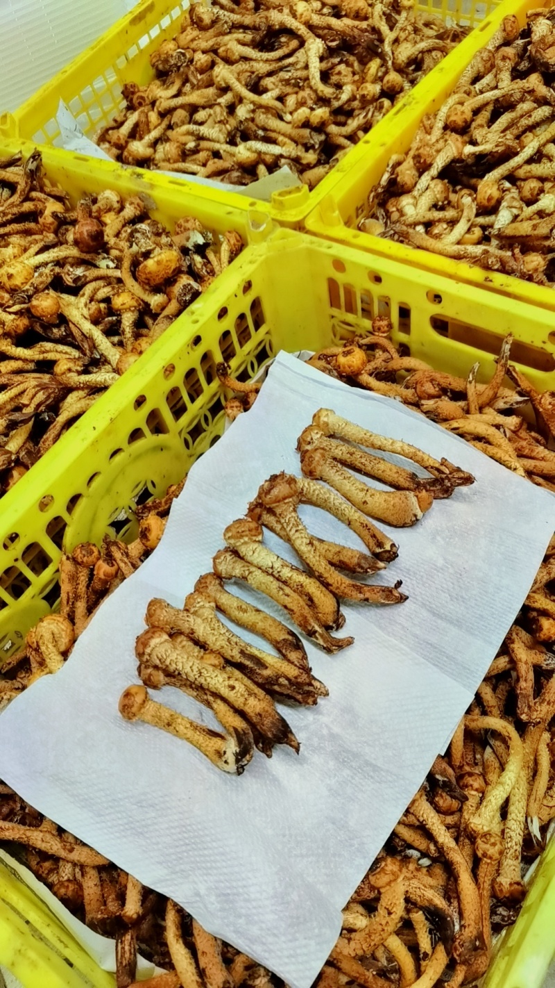 虎松茸