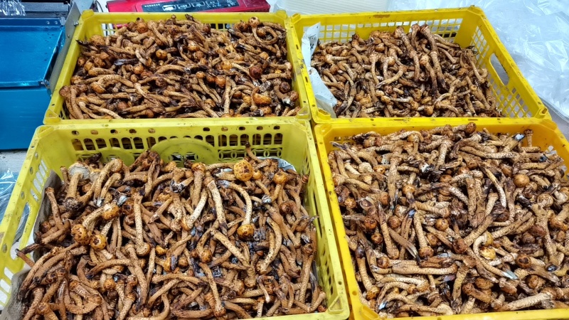 虎松茸